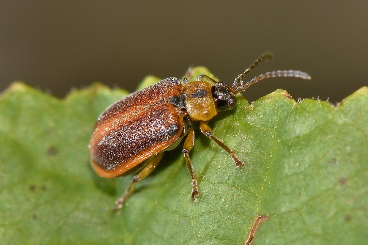 Galerucella calmariensis, Chrysomelidae